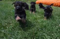 2012-juil-02-puppylady096.jpg