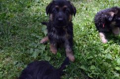 2012-juil-02-puppylady097.jpg