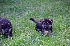 2012-juil-02-puppylady101.jpg