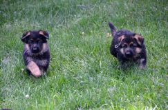 2012-juil-02-puppylady102.jpg