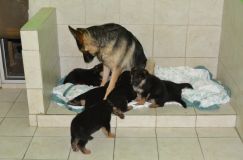 Nom du fichier=2012-juil-04-puppylady001.jpg
Taille du fichier=121Ko
Dimensions : 1200x795
Ajouté le : 04 Juillet 2012 2012-juil-04-puppylady001.jpg