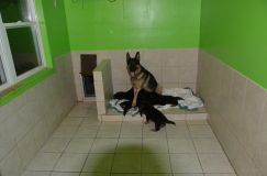 2012-juil-04-puppylady002.jpg