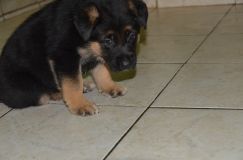 2012-juil-04-puppylady003.jpg