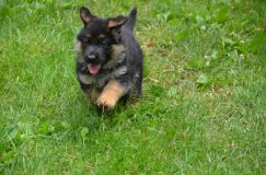 2012-juil-04-puppylady004.jpg