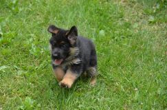 2012-juil-04-puppylady005.jpg