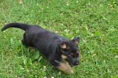 2012-juil-04-puppylady006.jpg