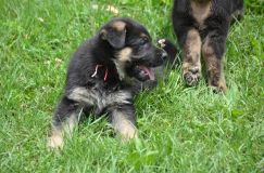 2012-juil-04-puppylady007.jpg