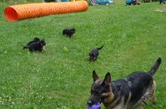 Nom du fichier=2012-juil-04-puppylady008.jpg
Taille du fichier=309Ko
Dimensions : 1200x795
Ajouté le : 04 Juillet 2012 2012-juil-04-puppylady008.jpg