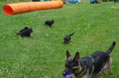 2012-juil-04-puppylady008.jpg