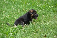 2012-juil-04-puppylady009.jpg