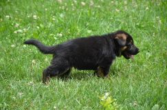 2012-juil-04-puppylady010.jpg