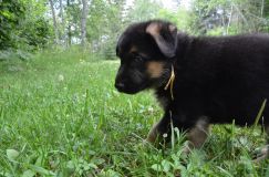 2012-juil-04-puppylady011.jpg