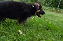 2012-juil-04-puppylady013.jpg