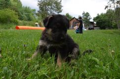 2012-juil-04-puppylady014.jpg