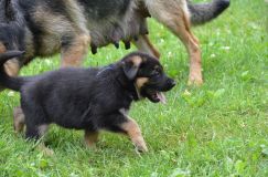 2012-juil-04-puppylady015.jpg