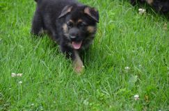 2012-juil-04-puppylady017.jpg