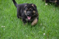 2012-juil-04-puppylady018.jpg