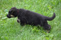 2012-juil-04-puppylady019.jpg