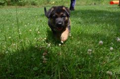 2012-juil-04-puppylady020.jpg