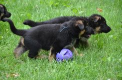 2012-juil-04-puppylady023.jpg