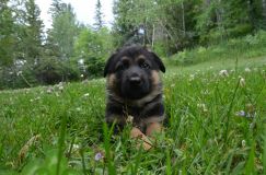 2012-juil-04-puppylady026.jpg