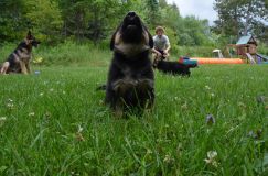 2012-juil-04-puppylady027.jpg