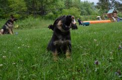 Nom du fichier=2012-juil-04-puppylady028.jpg
Taille du fichier=276Ko
Dimensions : 1200x795
Ajouté le : 04 Juillet 2012 2012-juil-04-puppylady028.jpg