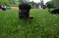 2012-juil-04-puppylady029.jpg