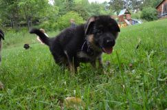 2012-juil-04-puppylady030.jpg