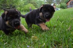 2012-juil-04-puppylady031.jpg