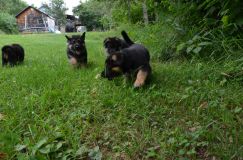 2012-juil-04-puppylady032.jpg