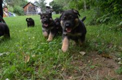 2012-juil-04-puppylady033.jpg