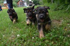 2012-juil-04-puppylady034.jpg