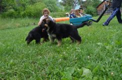 2012-juil-04-puppylady035.jpg