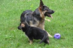 2012-juil-04-puppylady036.jpg