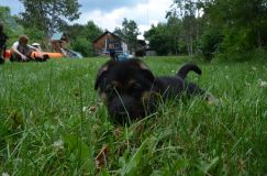 2012-juil-04-puppylady038.jpg