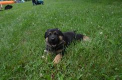 2012-juil-04-puppylady039.jpg