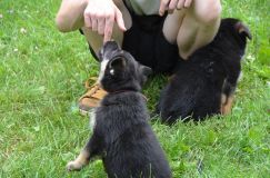 2012-juil-04-puppylady041.jpg