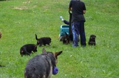 2012-juil-04-puppylady045.jpg