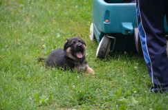 2012-juil-04-puppylady046.jpg