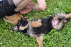 2012-juil-04-puppylady047.jpg