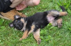 2012-juil-04-puppylady048.jpg