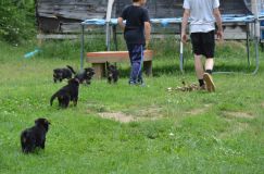 2012-juil-04-puppylady049.jpg