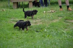 2012-juil-04-puppylady051.jpg