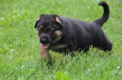 2012-juil-04-puppylady054.jpg