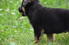 2012-juil-04-puppylady055.jpg