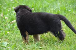 2012-juil-04-puppylady056.jpg