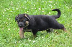 2012-juil-04-puppylady057.jpg