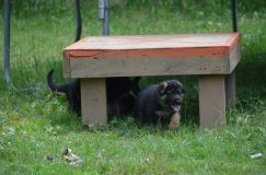 2012-juil-04-puppylady058.jpg