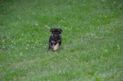 2012-juil-04-puppylady059.jpg